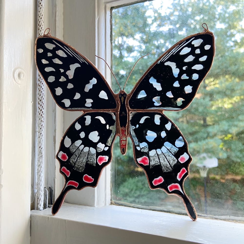 Image of Madagascar Giant Swallowtail Butterfly