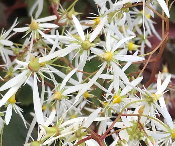 Image of Saxifraga fortunei (White)