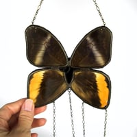 Image 4 of Real butterfly the yellow-edged giant owl / Caligo atreus