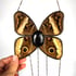 Real butterfly the yellow-edged giant owl / Caligo atreus Image 3