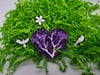 Heart Of Spring Renewal