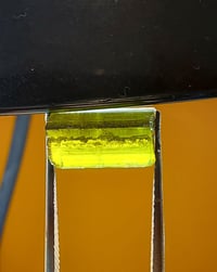 Image 2 of Alaria Esculenta : Dabberlock