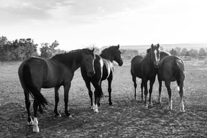 Image of ONLOOKER TRAFFIC :: Limited Edition Fine Art Metal Print