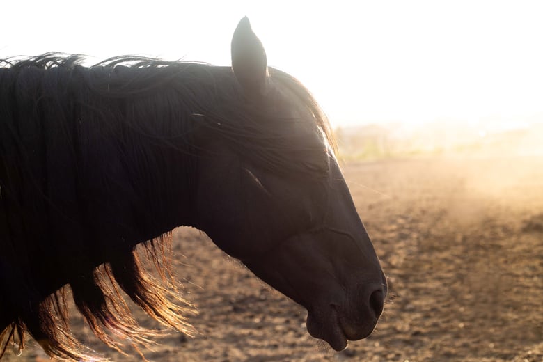 Image of UTE WAR PONY :: Limited Edition Fine Art Metal Print