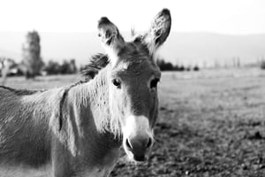 Image of CURIOSITY :: Limited Edition Fine Art Metal Print