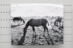Image of AT EASE :: Limited Edition Fine Art Metal Print