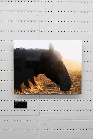 Image of UTE WAR PONY :: Limited Edition Fine Art Metal Print