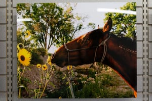 Image of STOP & SMELL THE SUNFLOWERS :: Limited Edition Fine Art Metal Print