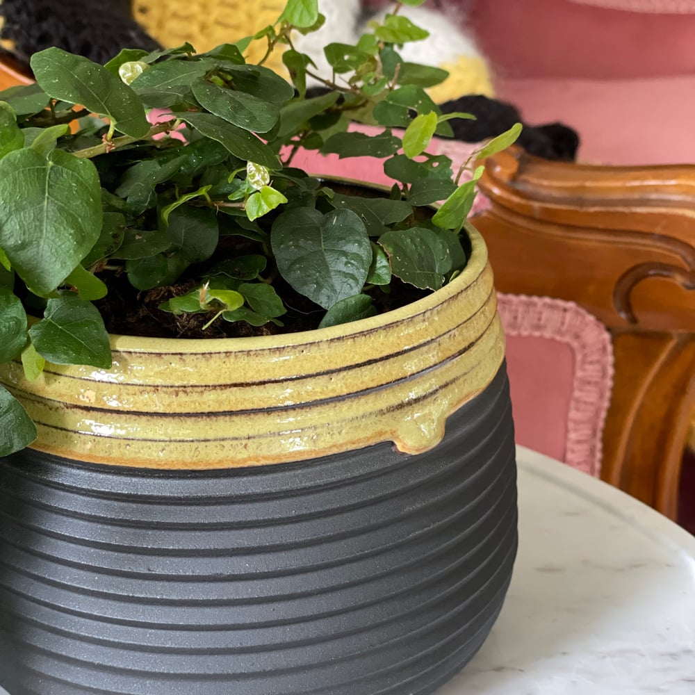 Midnight Honey Planter