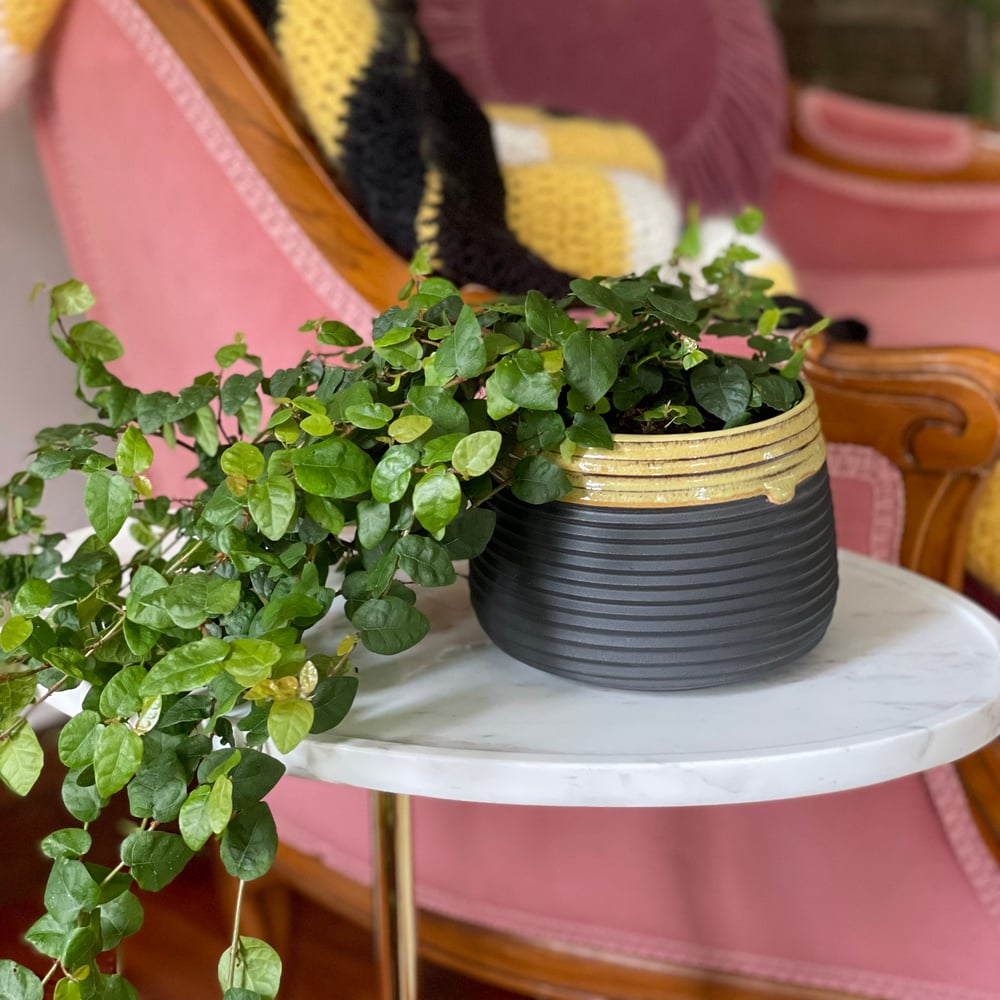 Midnight Honey Planter