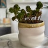 Mustard Planter