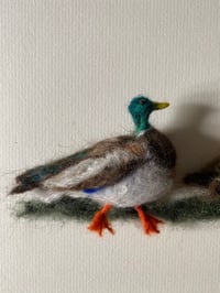 Image 3 of Three Mallard Ducks 