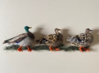 Image 1 of Three Mallard Ducks 