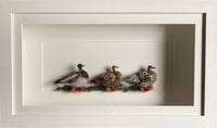 Image 2 of Three Mallard Ducks 