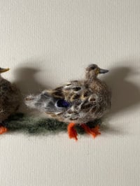 Image 4 of Three Mallard Ducks 