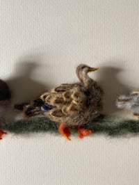 Image 5 of Three Mallard Ducks 
