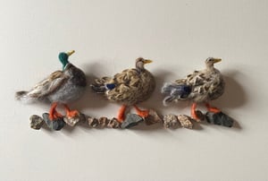 Image of Mallard Ducks on Rocks