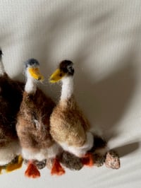 Image 4 of Indian Runner Ducks