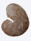 Acer platanoides A2 Print (42 x 59cm)