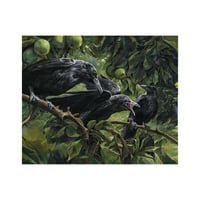 Image 2 of Ravens – Krabat, Juro, Tonda