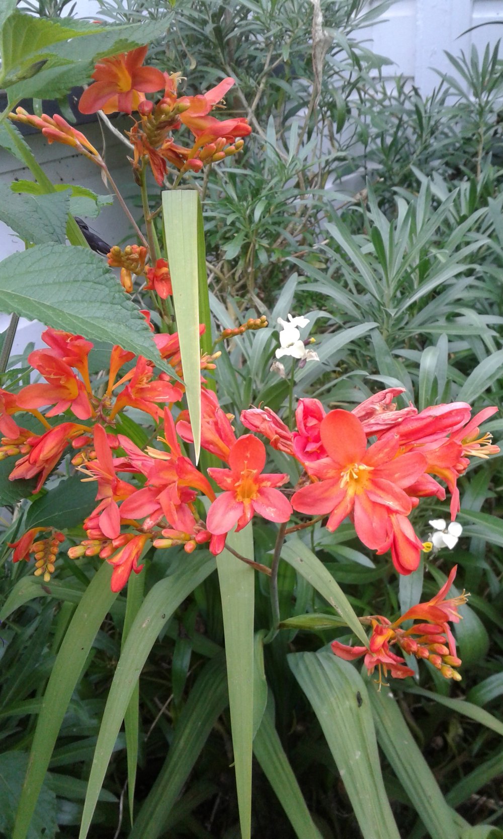 Image of Crocosmia 'Severn Sunrise' 