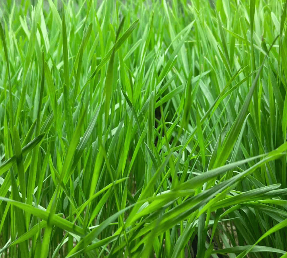 Image of Freshly Cut WHEATGRASS *Local Delivery Only FREE