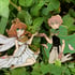 TRC Sakura and Syaoran enamel pins (Limited Edition) Image 2