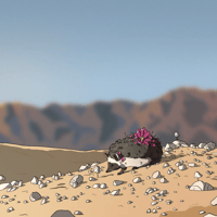East desert hedgehog
