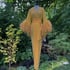 Butterscotch Sheer Selene Ostrich Dressing Gown 10% OFF DISCOUNT CODE: FEMMEFATALE Image 3