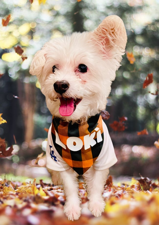 Fall Checker Dog Bandana