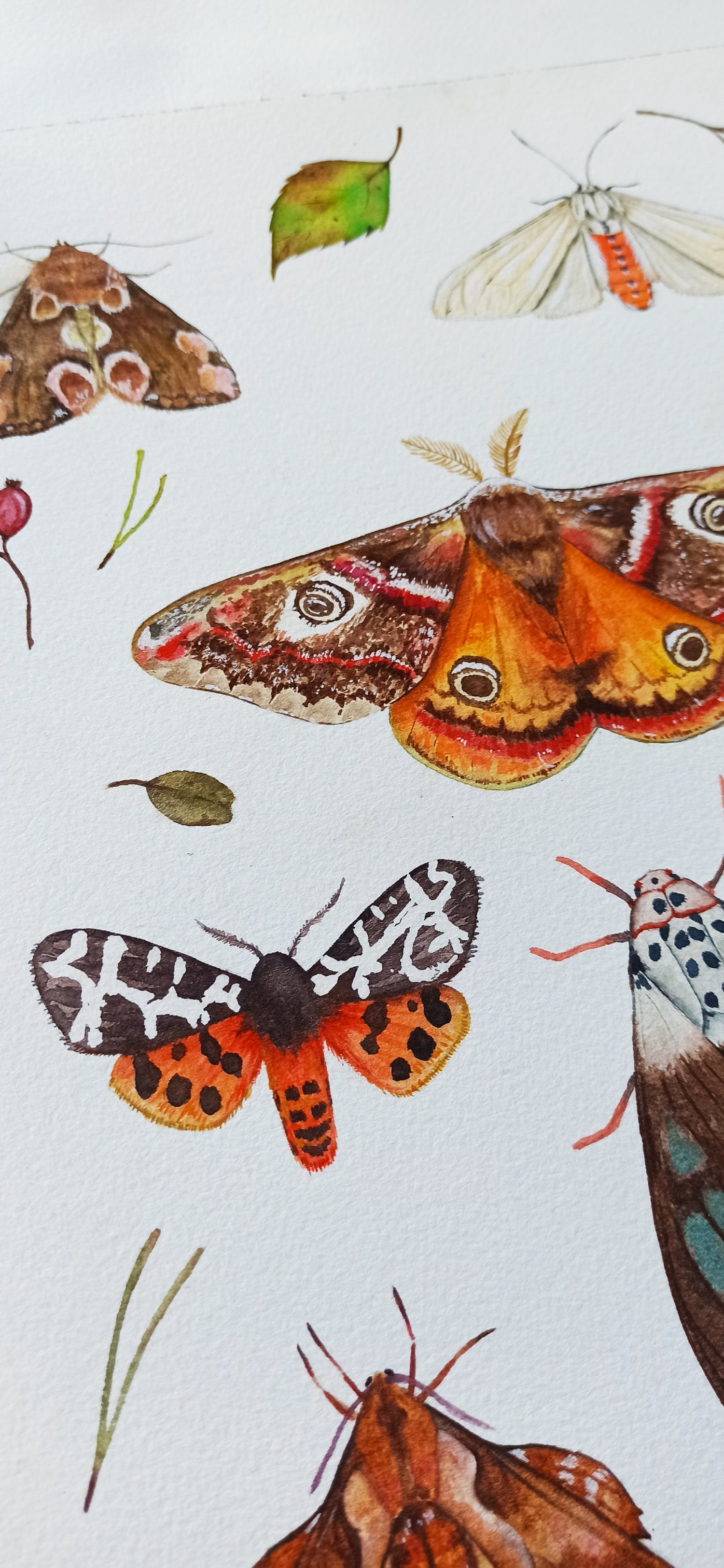 Image of Moth Study N.2 Watercolor Illustration PRINT 