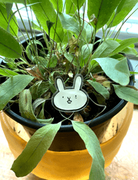 Image 3 of Tired Rabbit Pins 