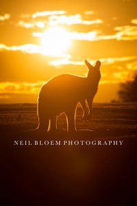 Image 1 of Hopping Sunset