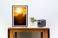 Image 2 of Hopping Sunset