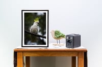 Image 2 of The Crest