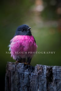 Image 1 of Flying Forest Pink