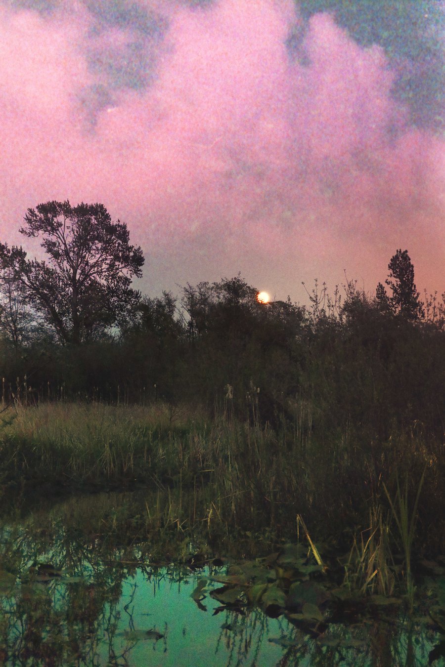 Image of Swamp Moon.