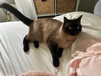 Image 2 of Custom Loaf Cat - Made to Order