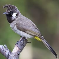 Bulbul