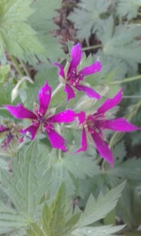 Geranium amenum 'Red Propellers'