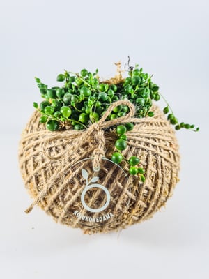 Image of String of Pearls Kokedama