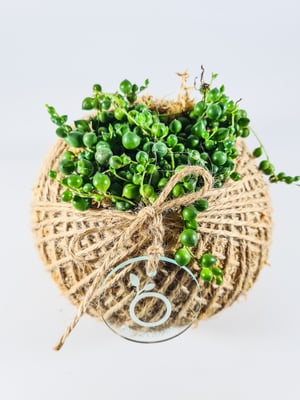 Image of String of Pearls Kokedama