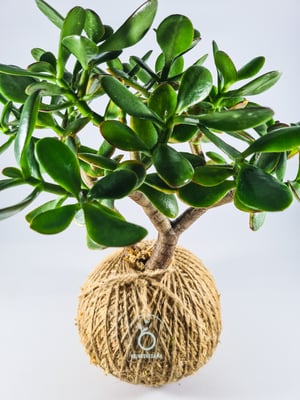 Image of Large Jade Kokedama