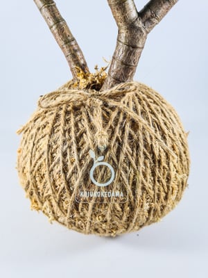 Image of Large Jade Kokedama