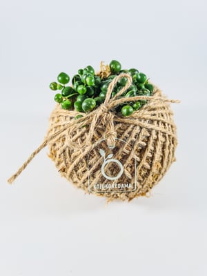 Image of Mini String of Pearls Kokedama