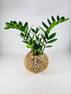 Image of ZZ Plant Kokedama