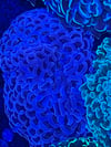 Hammer Colony WYSIWYG