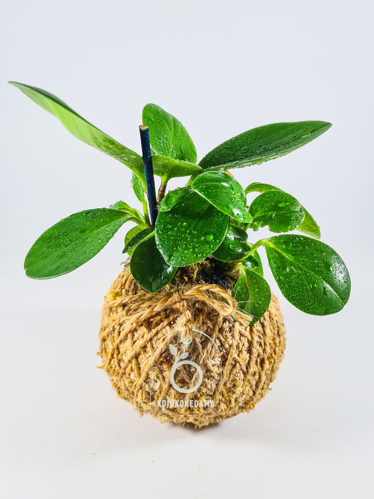 Image of Peperomia Obtusifolia Kokedama