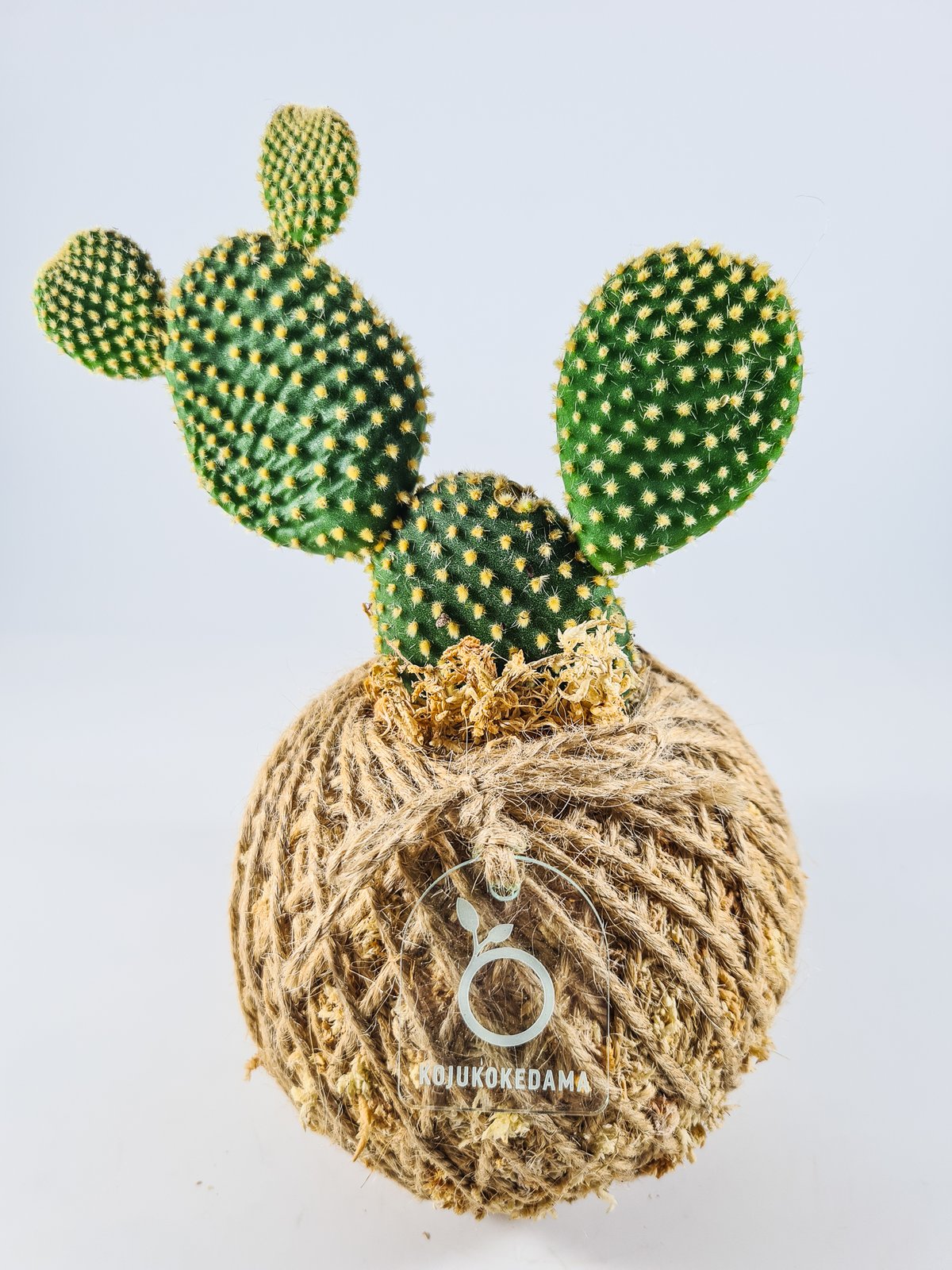 Image of Bunny Ears Cactus Kokedama