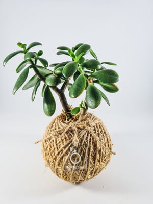 Image of Small Jade Kokedama